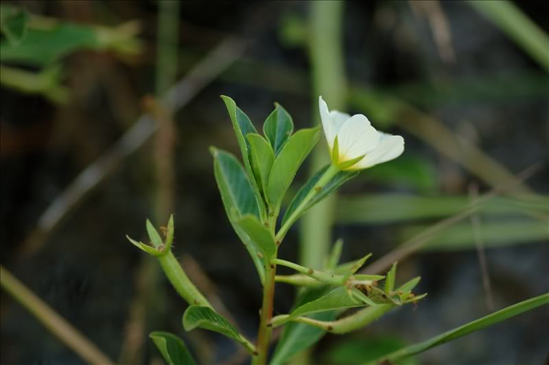 Image of Ludwigia adscendens specimen.