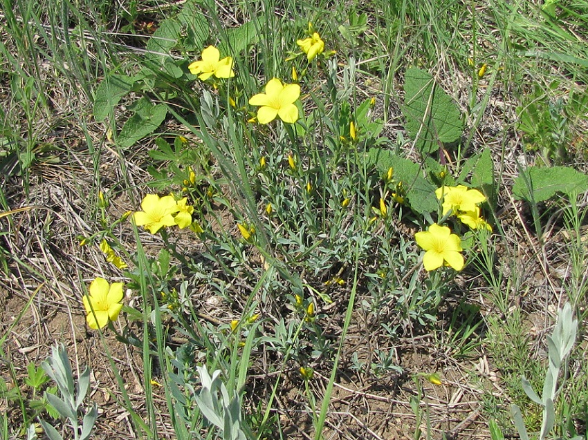 Image of Linum czernjajevii specimen.