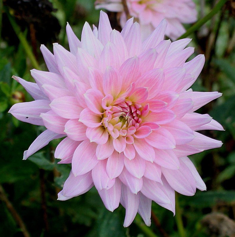 Изображение особи Dahlia × cultorum.