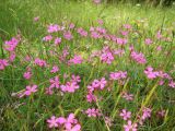 Dianthus deltoides