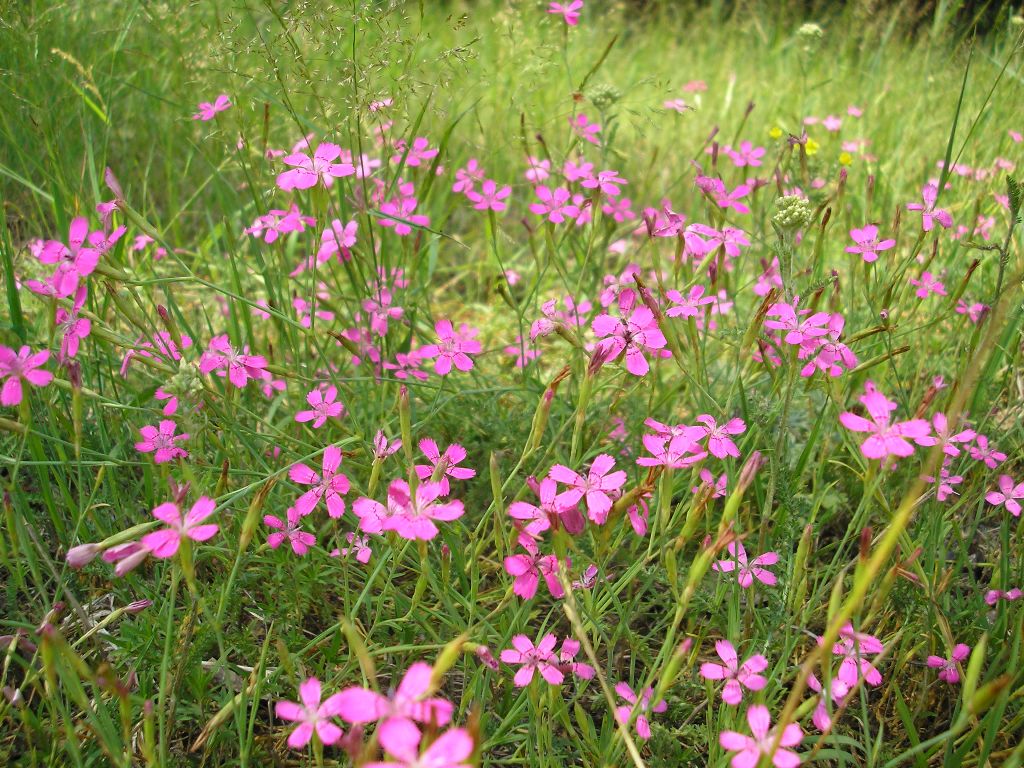 Image of Dianthus deltoides specimen.