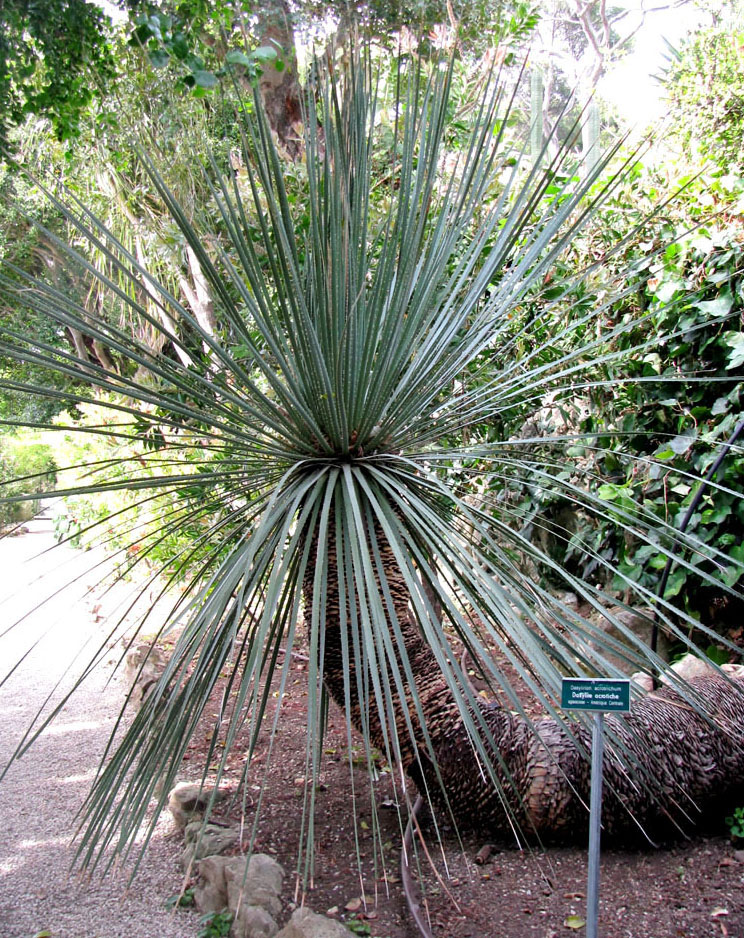 Image of Dasylirion acrotrichum specimen.