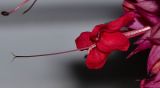 Clerodendrum splendens. Цветок. Израиль, Шарон, г. Герцлия, в культуре. 30.12.2012.