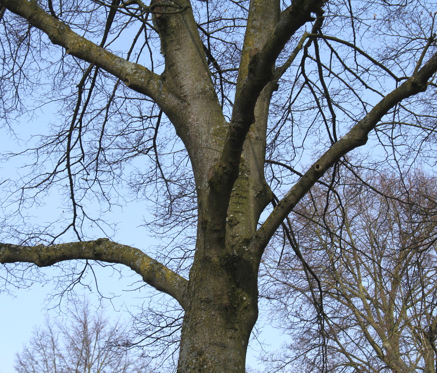 Image of Tilia cordata specimen.