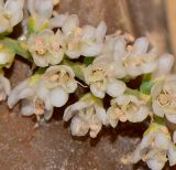 Tamarix nilotica