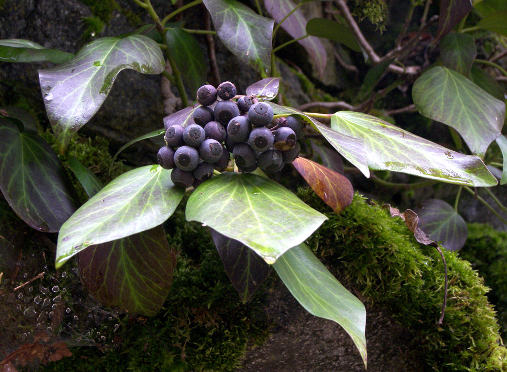 Image of Hedera colchica specimen.