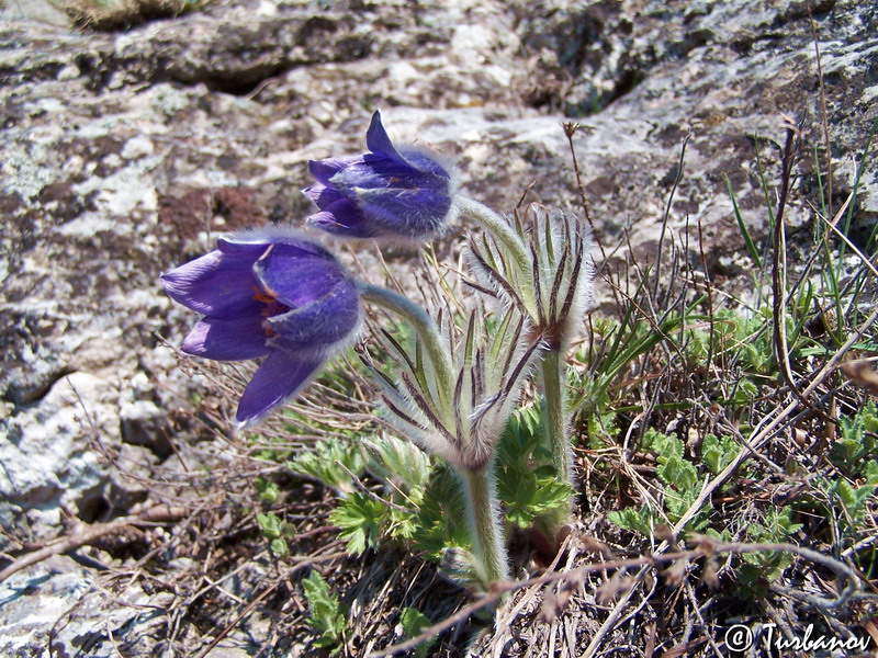 Image of Pulsatilla taurica specimen.