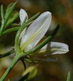 Peganum harmala. Цветок (вид со стороны цветоножки). Израиль, нагорье Негев, окр. киббуца Сде Бокер, склона северной экспозиции. 24.04.2013.