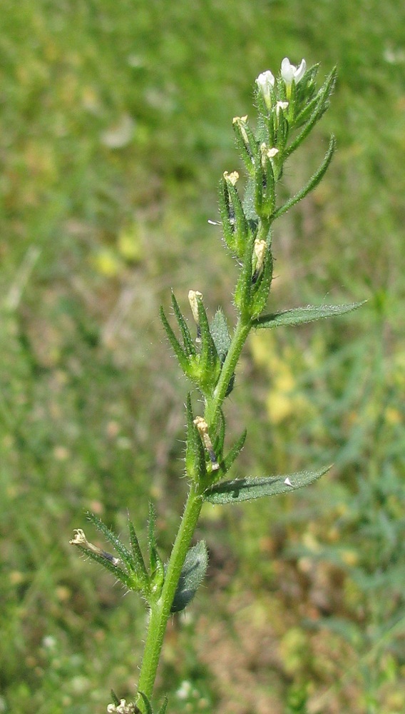 Image of Buglossoides rochelii specimen.