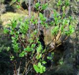 Salix arbuscula