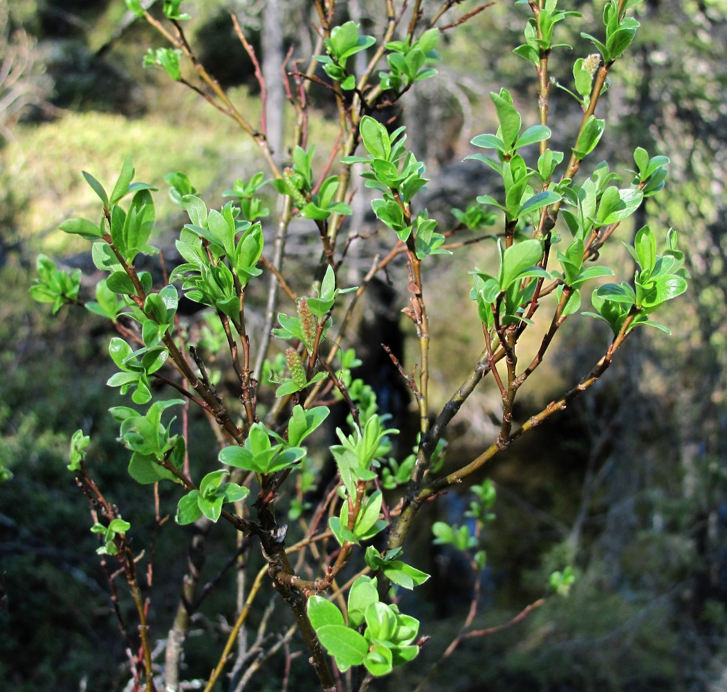 Изображение особи Salix arbuscula.