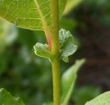 Salix starkeana