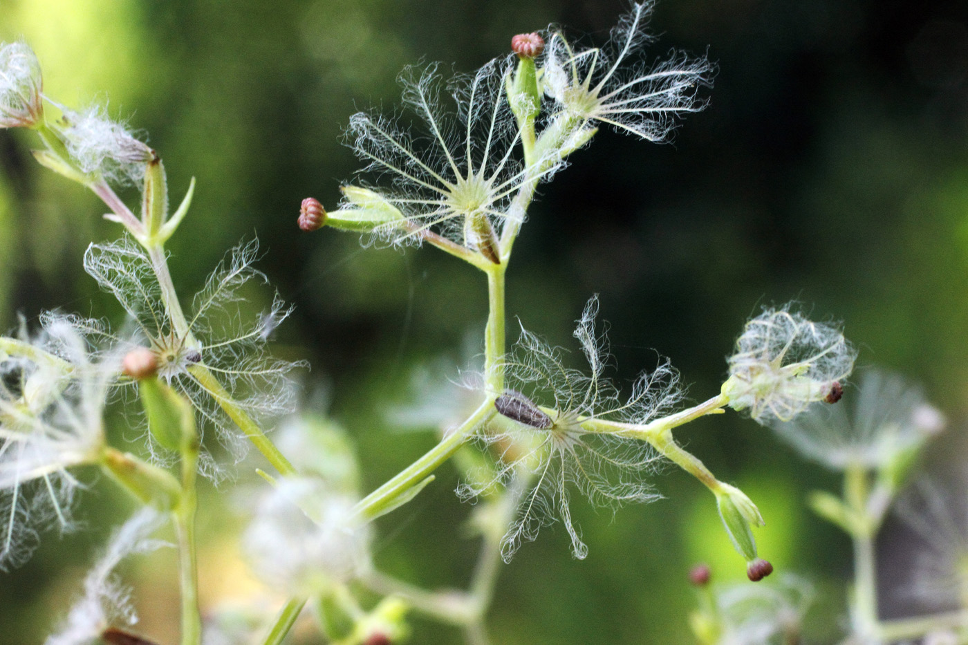 Image of Valeriana ficariifolia specimen.