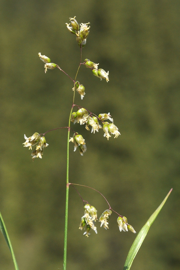 Image of Hierochloe odorata specimen.