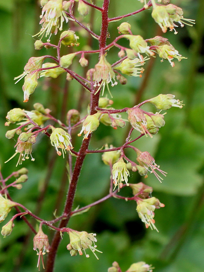 Image of genus Heuchera specimen.