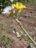 Chondrilla juncea. Верхушка побега с распустившимся и нераспустившимся соцветиями и соплодиями. Украина, Запорожская обл., Мелитопольский р-н, поле возле с. Марьевка. 19.07.2013.