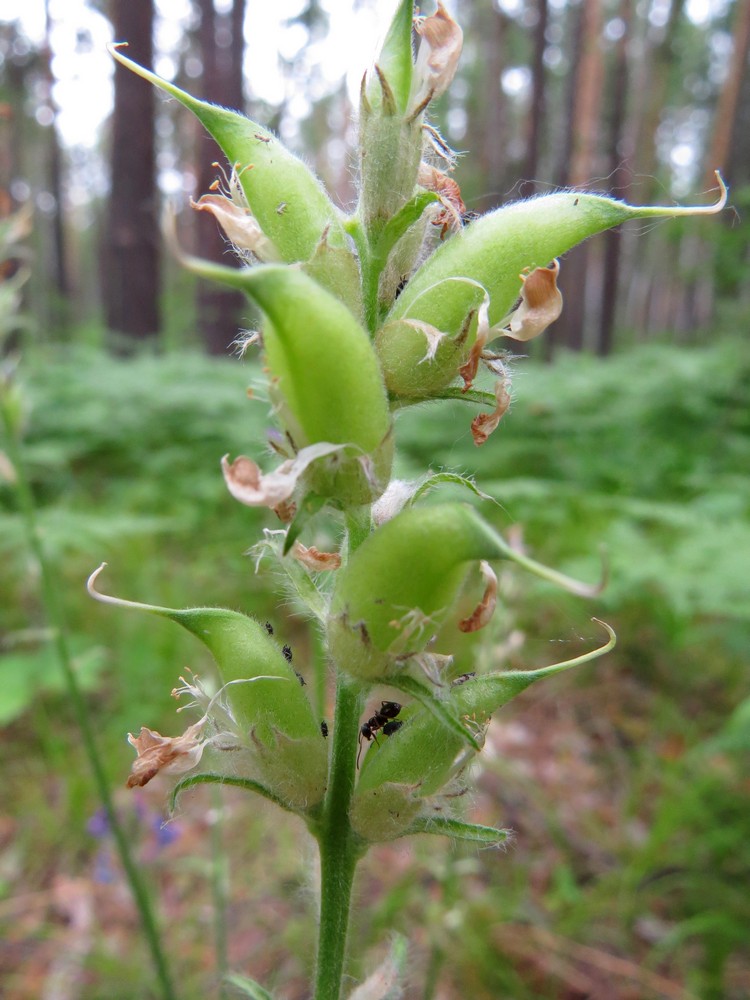 Изображение особи Oxytropis campanulata.