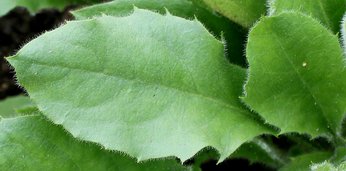 Image of Hieracium amplexicaule specimen.