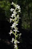 Platanthera chlorantha