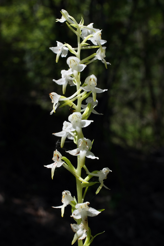 Изображение особи Platanthera chlorantha.