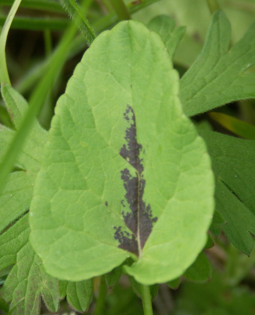 Изображение особи Phyteuma nigrum.