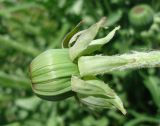 род Taraxacum