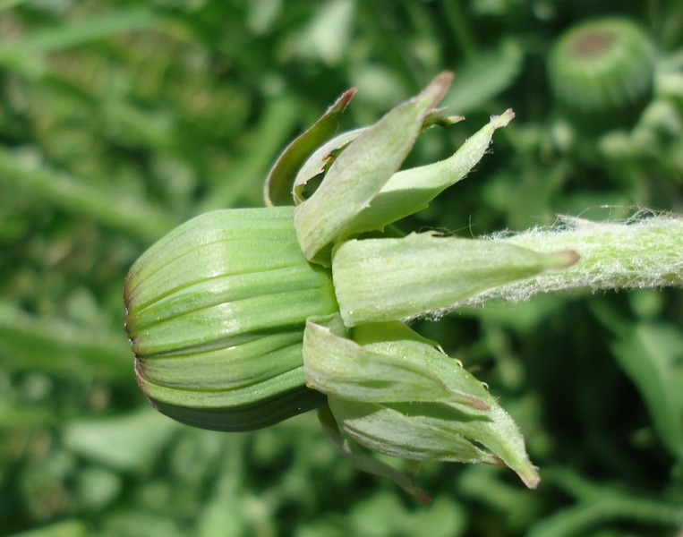 Изображение особи род Taraxacum.