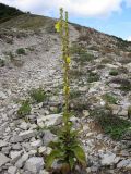 Verbascum phlomoides. Цветущее растение. Краснодарский край, г. Новороссийск, мыс Шесхарис, прибрежный склон Маркотхского хребта. 08.09.2013.