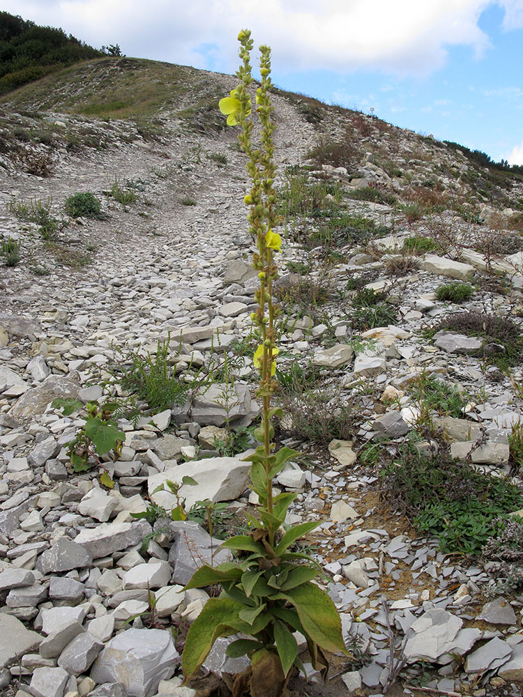 Изображение особи Verbascum phlomoides.