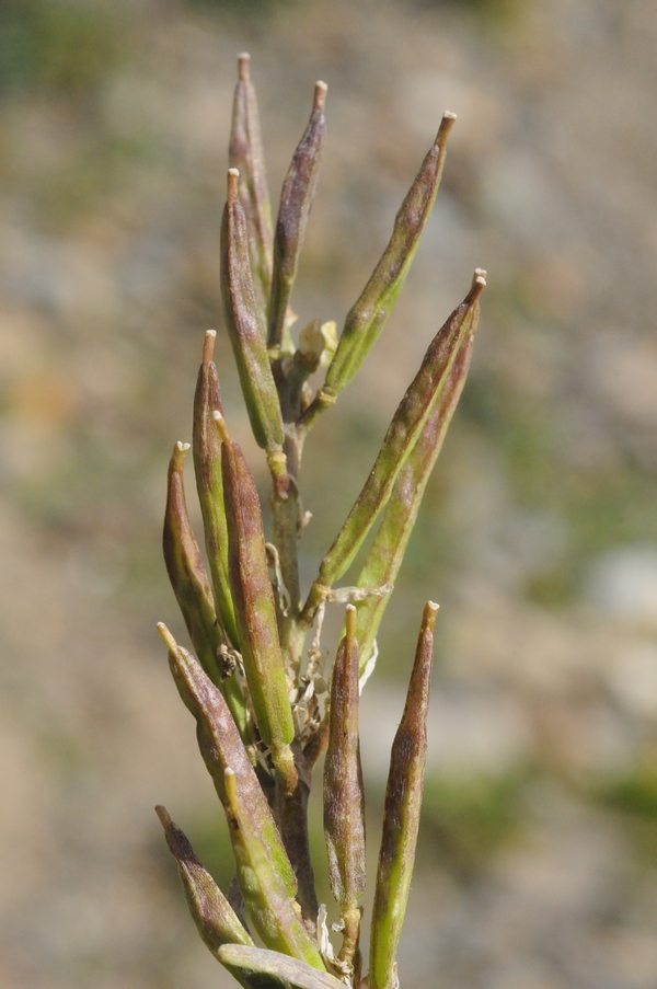 Image of Erysimum humillimum specimen.