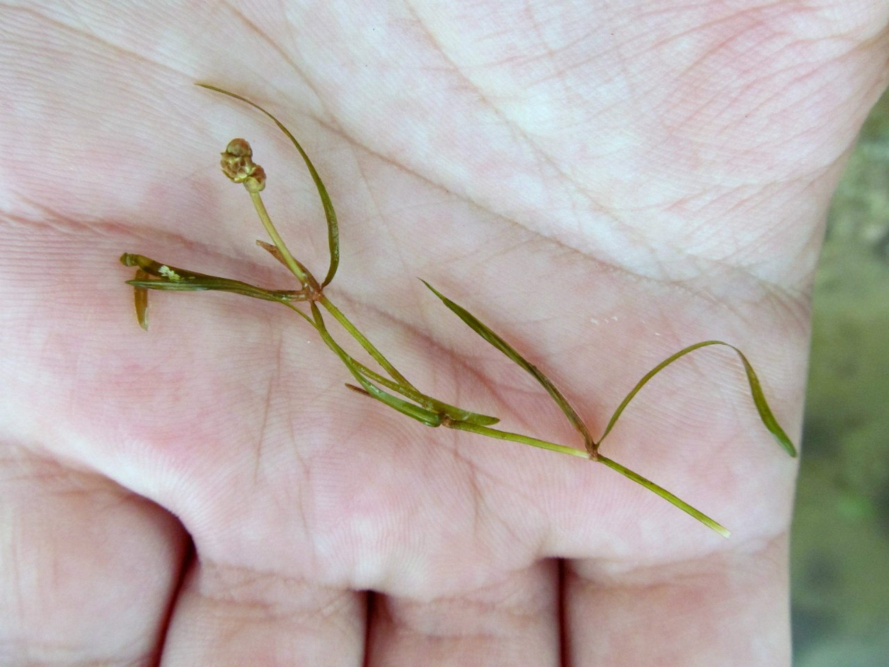 Image of Potamogeton berchtoldii specimen.