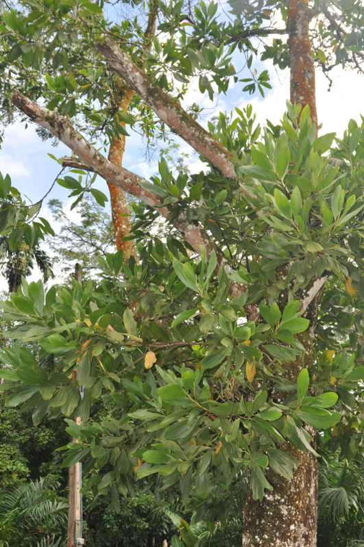 Image of Acacia mangium specimen.