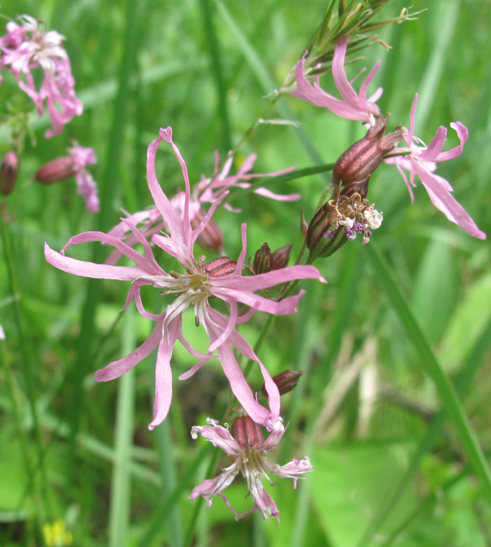 Изображение особи Coccyganthe flos-cuculi.