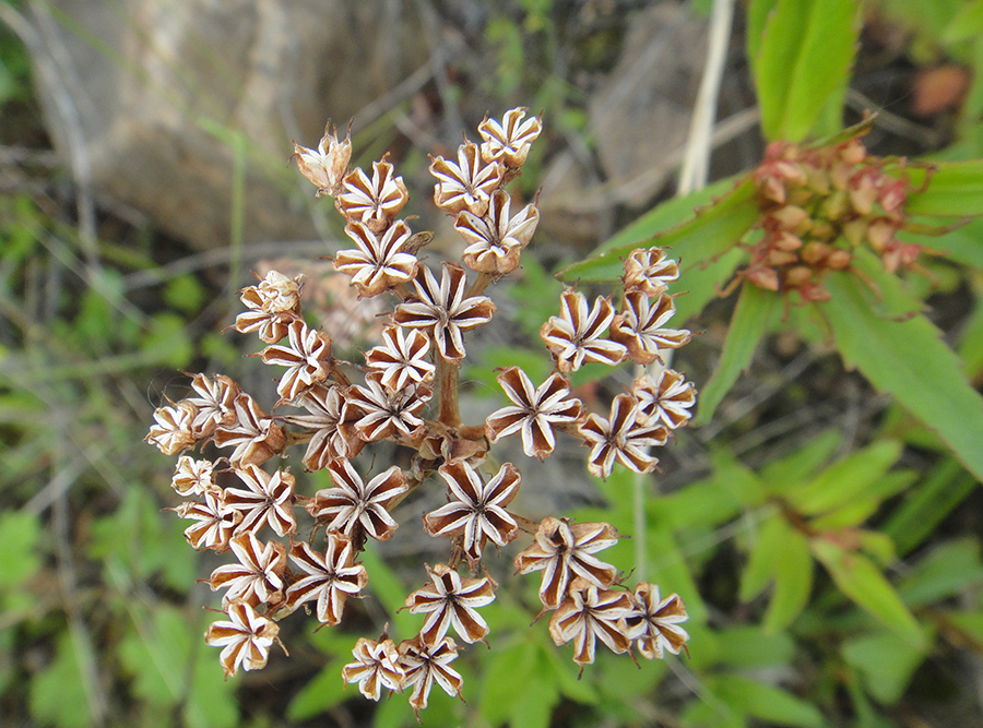 Изображение особи Aizopsis rhodocarpa.
