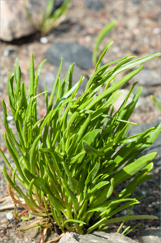 Image of Tripolium pannonicum ssp. tripolium specimen.