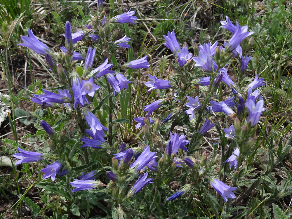 Изображение особи Campanula sibirica.