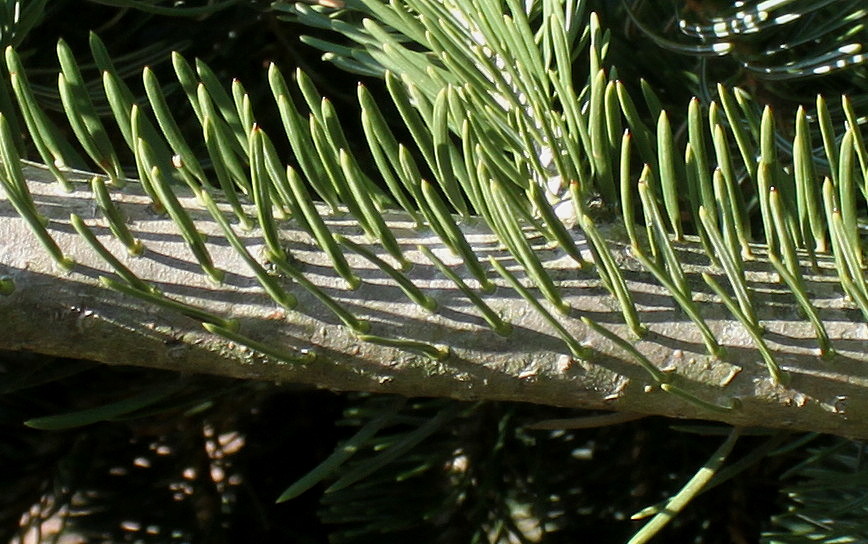 Image of Abies nordmanniana ssp. equi-trojani specimen.