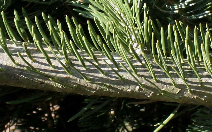 Image of Abies nordmanniana ssp. equi-trojani specimen.