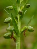 Dactylorhiza viridis