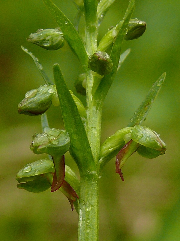 Изображение особи Dactylorhiza viridis.