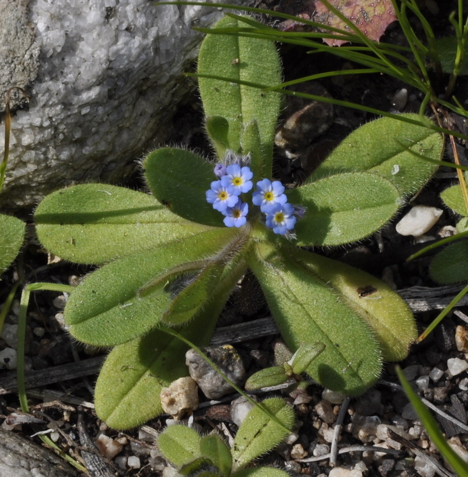 Изображение особи Myosotis incrassata.