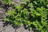 Rubus sanctus. Побеги. Нагорный Карабах, окр. г. Шуши, Унотское ущелье. 05.05.2013.