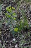 Euphorbia subcordata