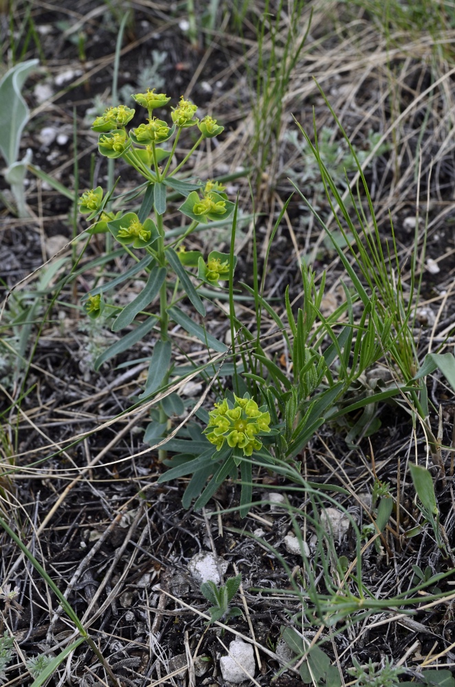 Изображение особи Euphorbia subcordata.