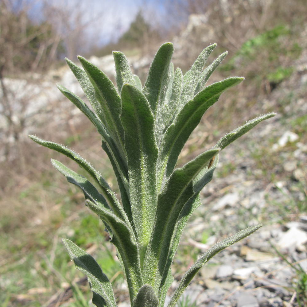 Image of Fibigia eriocarpa specimen.