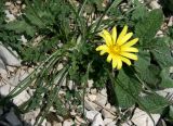 Tragopogon pusillus. Цветущее растение. Краснодарский край, окр. г. Новороссийск, хр. Маркотх, горная степь. 13.04.2014.