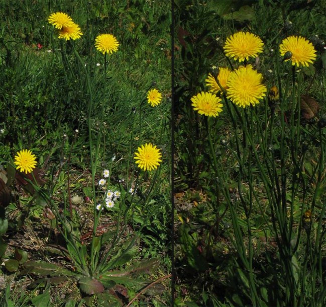 Image of Hypochaeris radicata specimen.