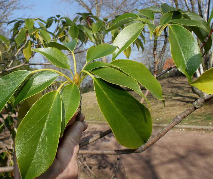 Изображение особи Trochodendron aralioides.