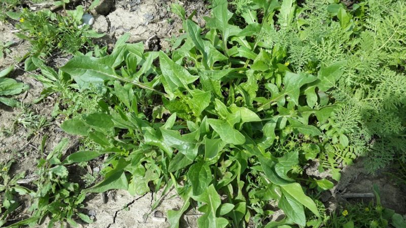 Image of Spinacia turkestanica specimen.