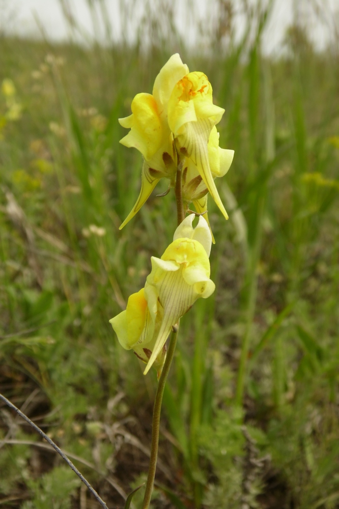 Изображение особи Linaria macroura.